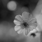 bloem